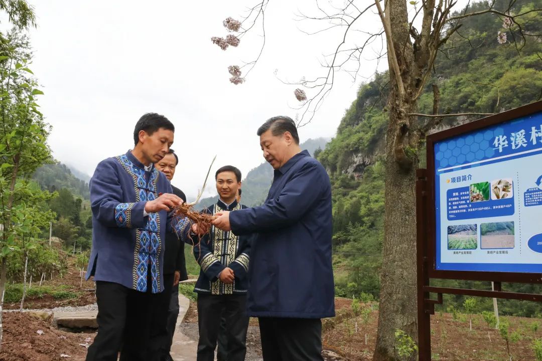 2019年4月15日，習近平在重慶華溪村考察特色經(jīng)濟作物帶動村民脫貧的情況。新華社記者 鞠鵬 攝