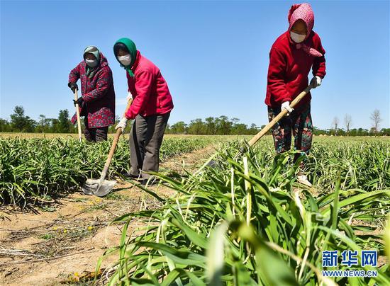  5月11日，農(nóng)民在山西省大同市云州區(qū)西坪鎮(zhèn)唐家堡村邊的黃花菜地里除草。新華社發(fā)（柴婷 攝）